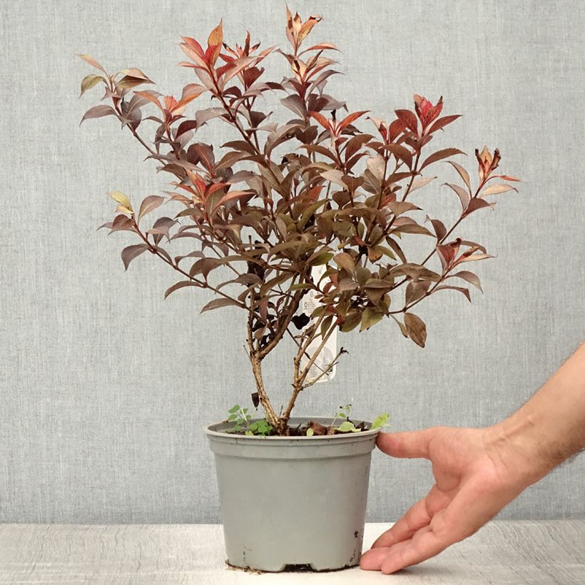 Esimerkki kesällä toimitetusta Komeakotakuusama Foliis Purpureis Pot de 2L/3L-taimesta