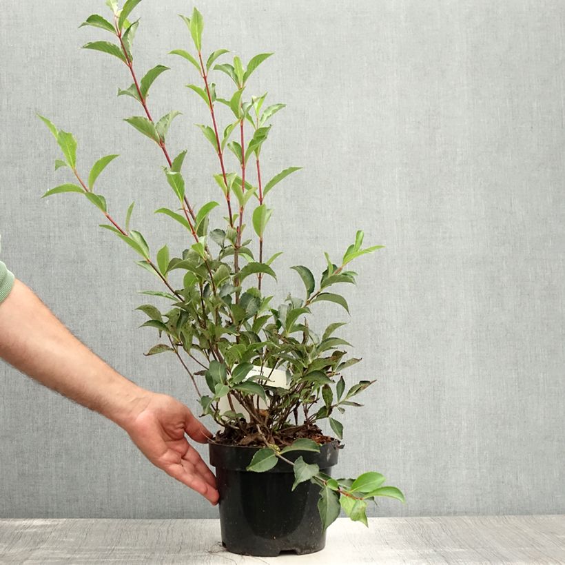 Esimerkki kesällä toimitetusta Komeakotakuusama Korea Pot de 2L/3L-taimesta