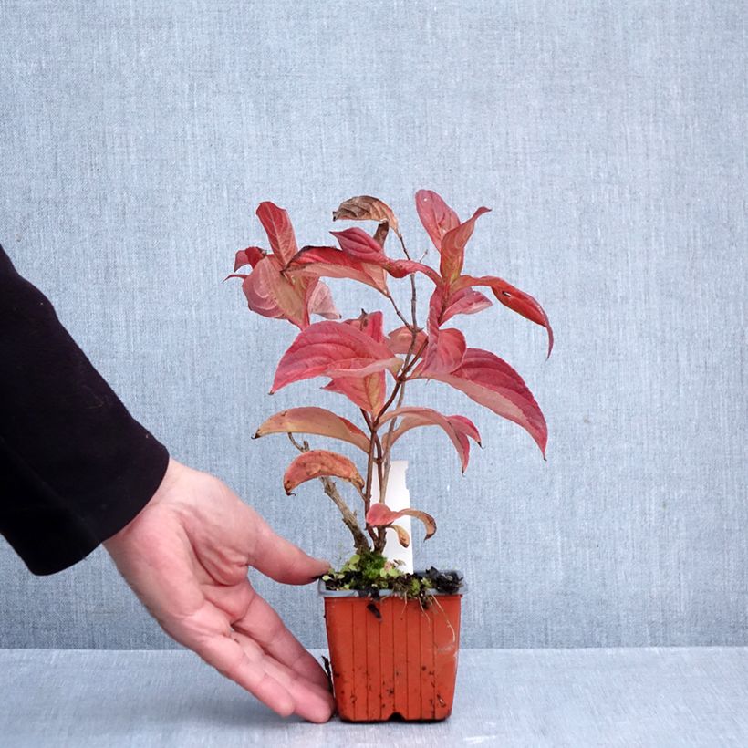 Esimerkki syksyllä toimitetusta Komeakotakuusama Lime Monster 8/9 cm taimiruukku-taimesta