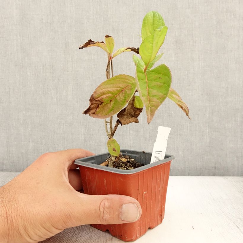 Esimerkki kesällä toimitetusta Komeakotakuusama Lime Monster Godet de 8/9 cm-taimesta