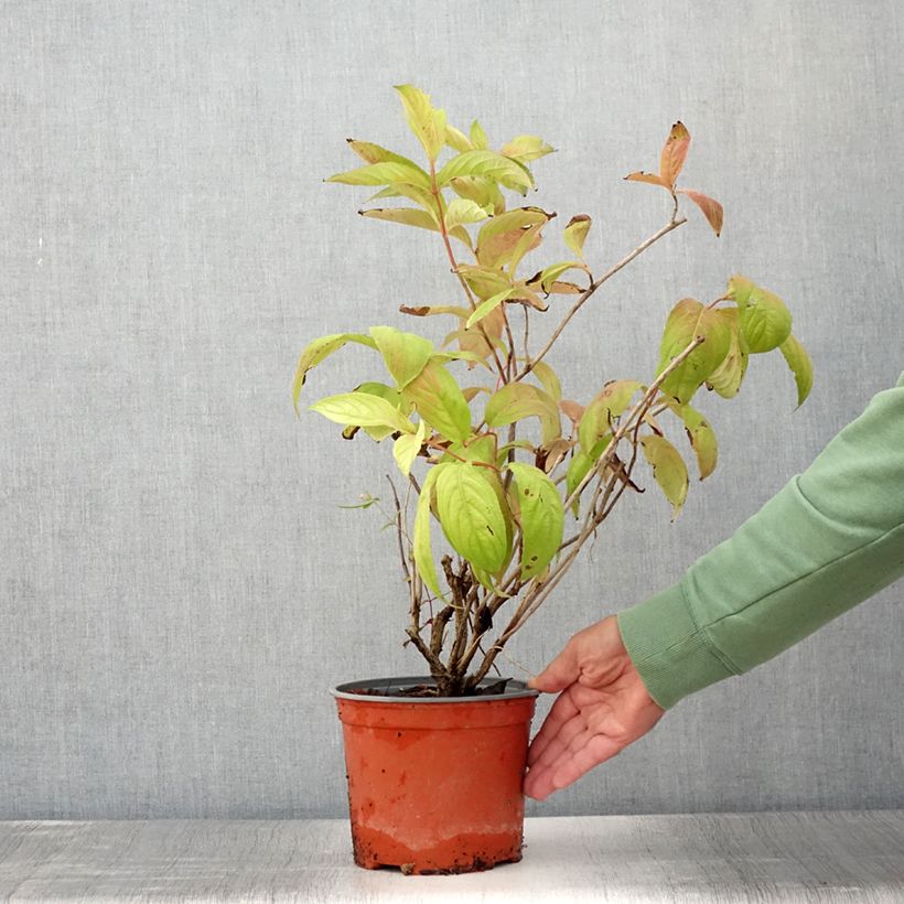 Esimerkki kesällä toimitetusta Komeakotakuusama Lime Monster Pot de 3L/4L-taimesta