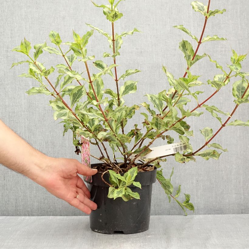 Esimerkki kesällä toimitetusta Komeakotakuusama Magical Rainbow Pot de 3L/4L-taimesta