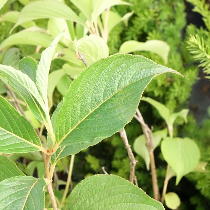 Komeakotakuusama Marjorie (Lehvistö)