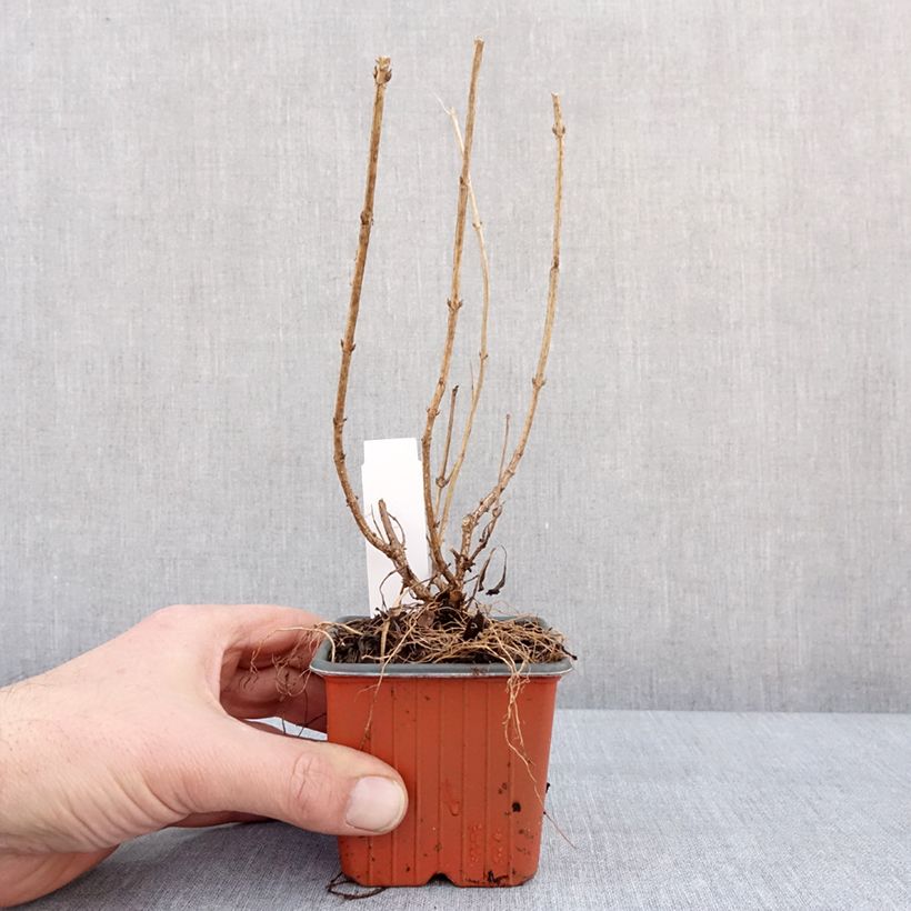 Esimerkki talvella toimitetusta Weigela florida Minor Black Godet de 8/9 cm-taimesta
