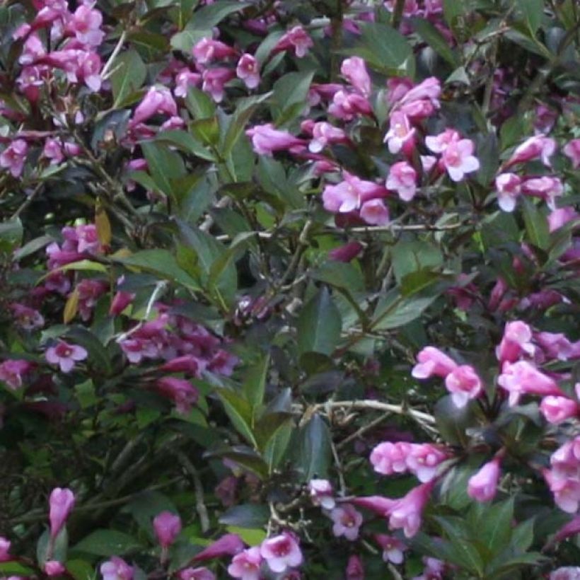 Komeakotakuusama Nana Purpurea (Lehvistö)