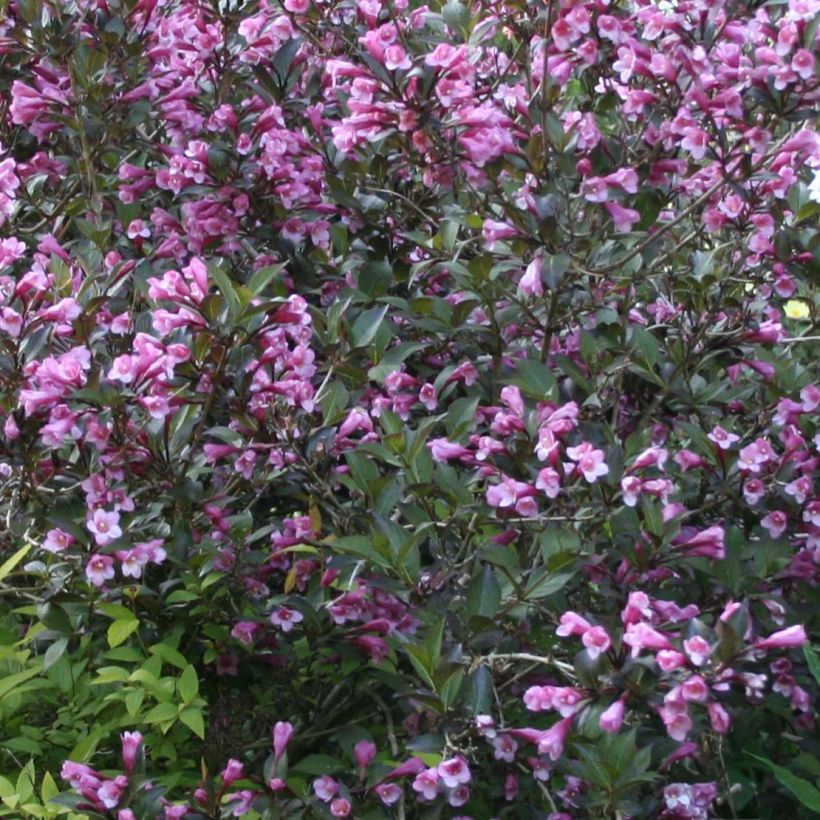 Komeakotakuusama Nana Purpurea (Kukinta)