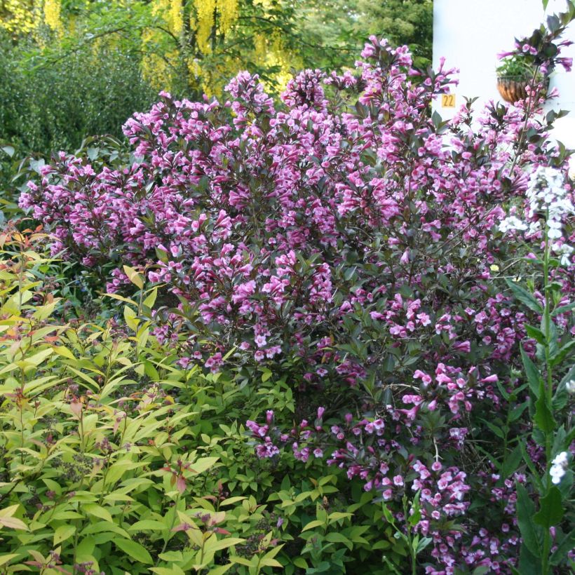 Komeakotakuusama Nana Purpurea (Kasvutapa)