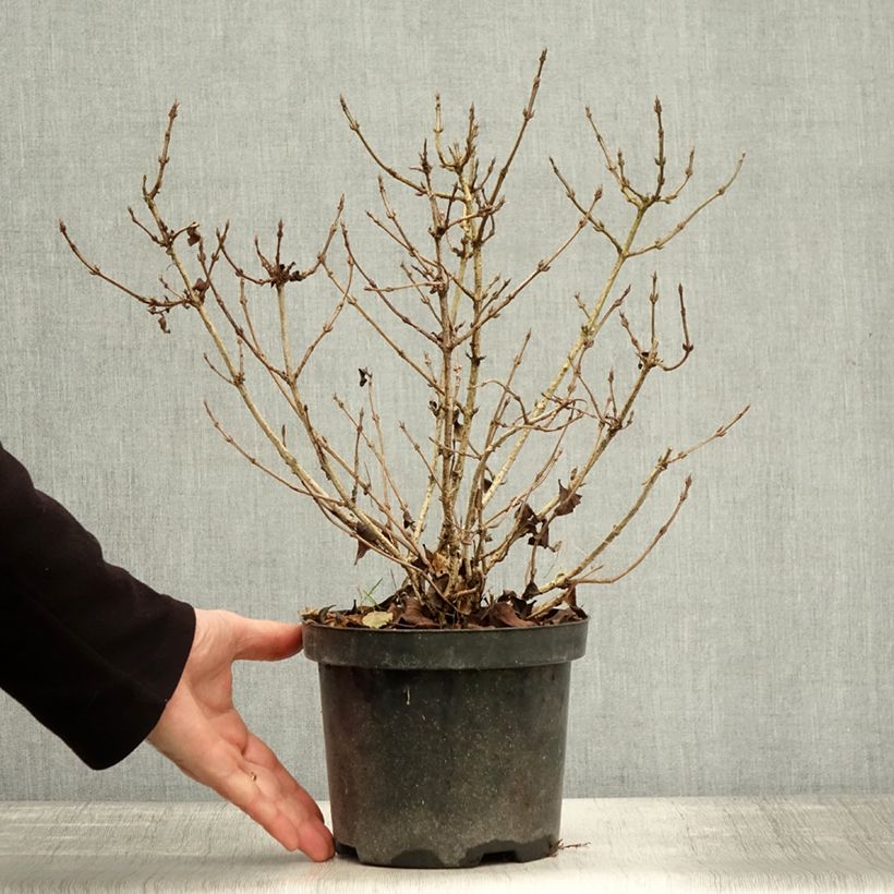 Esimerkki syksyllä toimitetusta Komeakotakuusama Nana Purpurea 3 litran/4 litran ruukku-taimesta