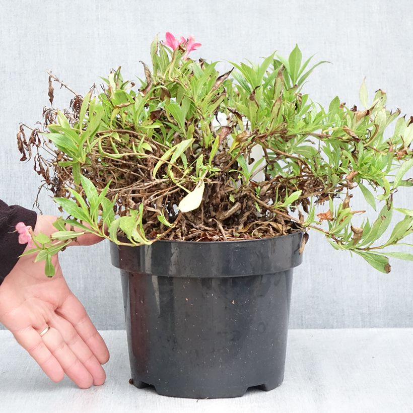 Esimerkki syksyllä toimitetusta Komeakotakuusama Picobella Rosa 2 litran/3 litran ruukku-taimesta