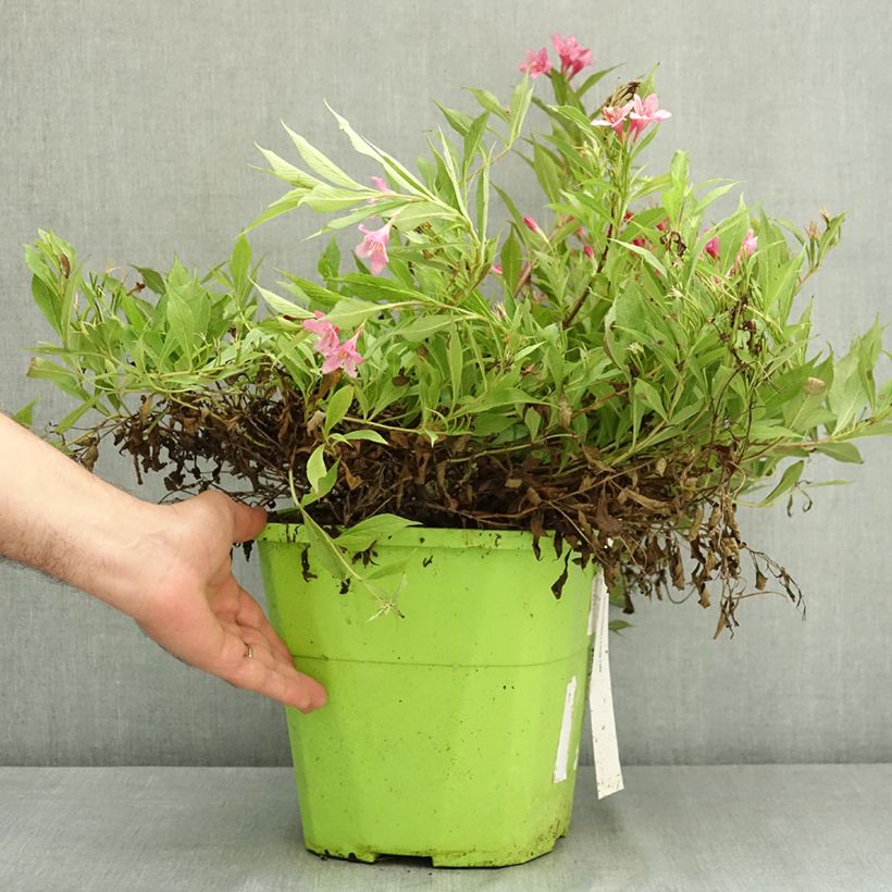 Esimerkki kesällä toimitetusta Komeakotakuusama Picobella Rosa 7,5 litran / 10 litran ruukku-taimesta