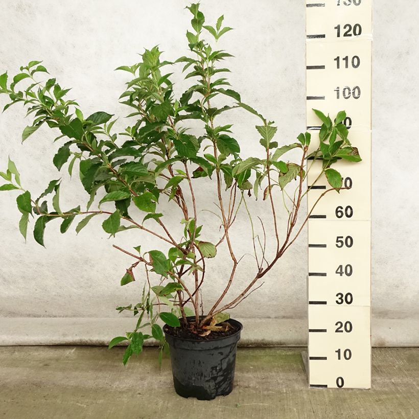 Esimerkki kesällä toimitetusta Komeakotakuusama Rosea Ruukku 7,5L / 10L-taimesta