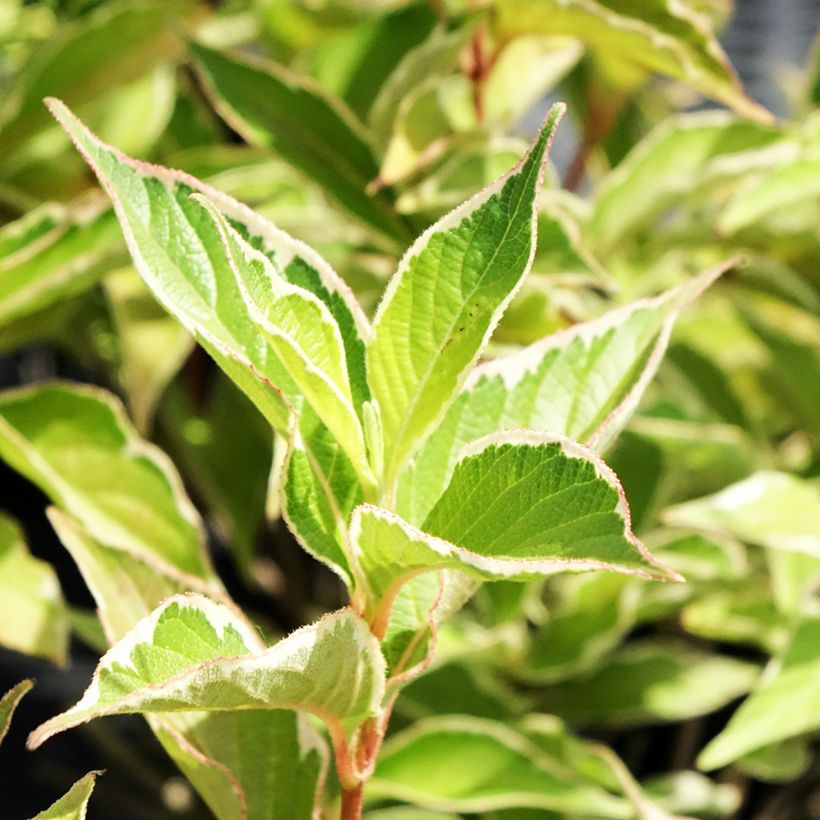 Komeakotakuusama Suzanne (Lehvistö)