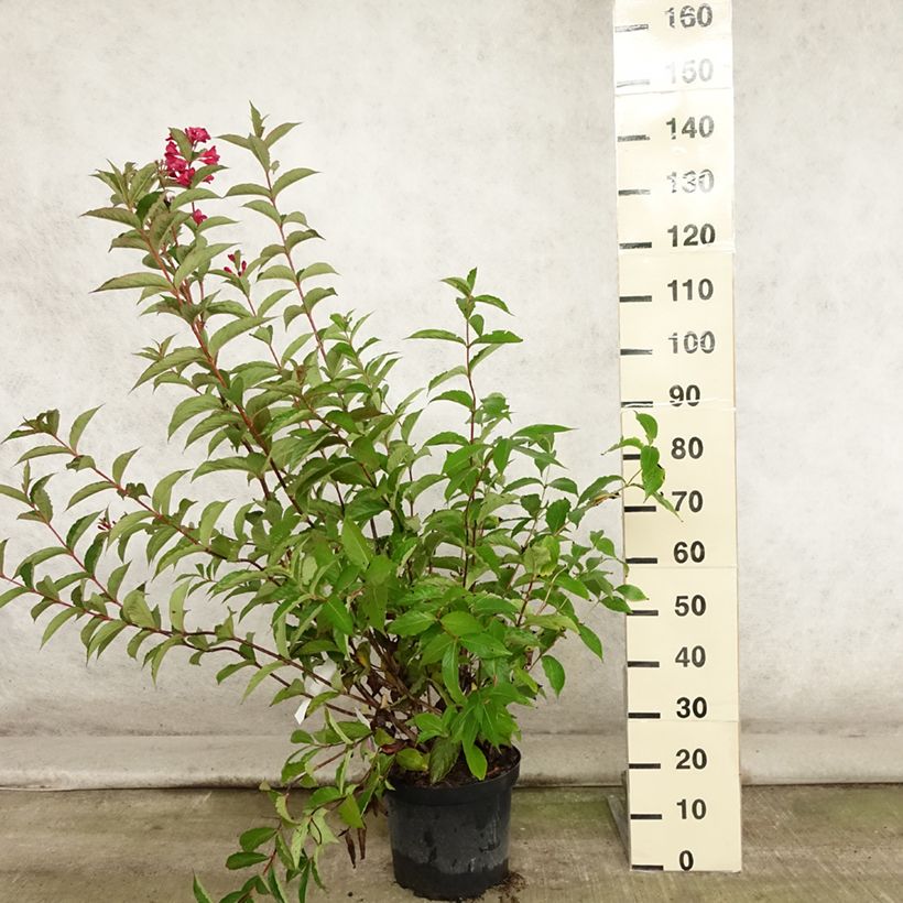 Esimerkki kesällä toimitetusta Komeakotakuusama Red Prince Pot de 7,5L/10L-taimesta