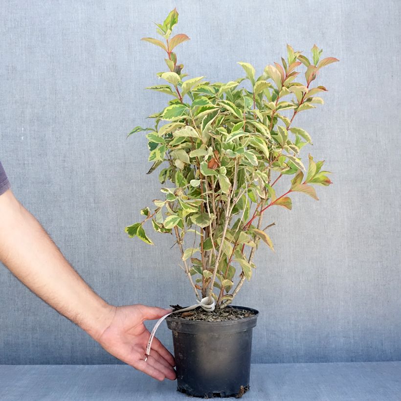 Esimerkki kesällä toimitetusta Komeakotakuusama Kosteriana Variegata Ruukku 2L / 3L-taimesta