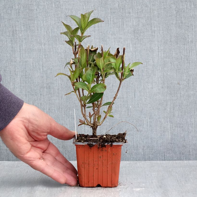 Esimerkki syksyllä toimitetusta Kotakuusama Minuet 8/9 cm taimiruukku-taimesta