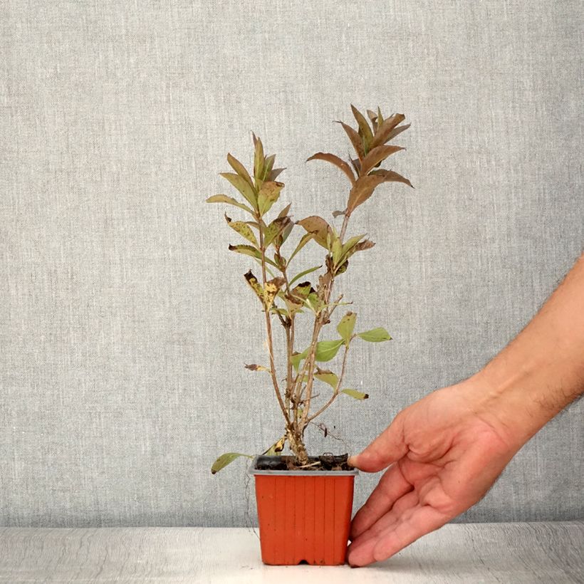 Esimerkki kesällä toimitetusta Komeakotakuusama Minuet Godet de 8/9 cm-taimesta