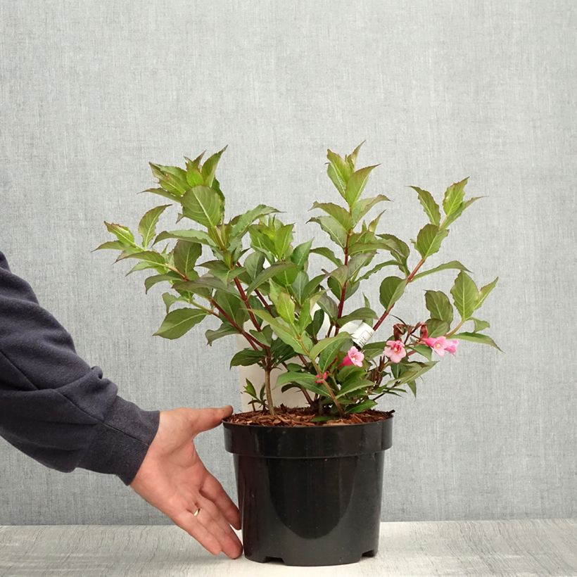 Esimerkki kesällä toimitetusta Komeakotakuusama Minuet Pot de 2L/3L-taimesta