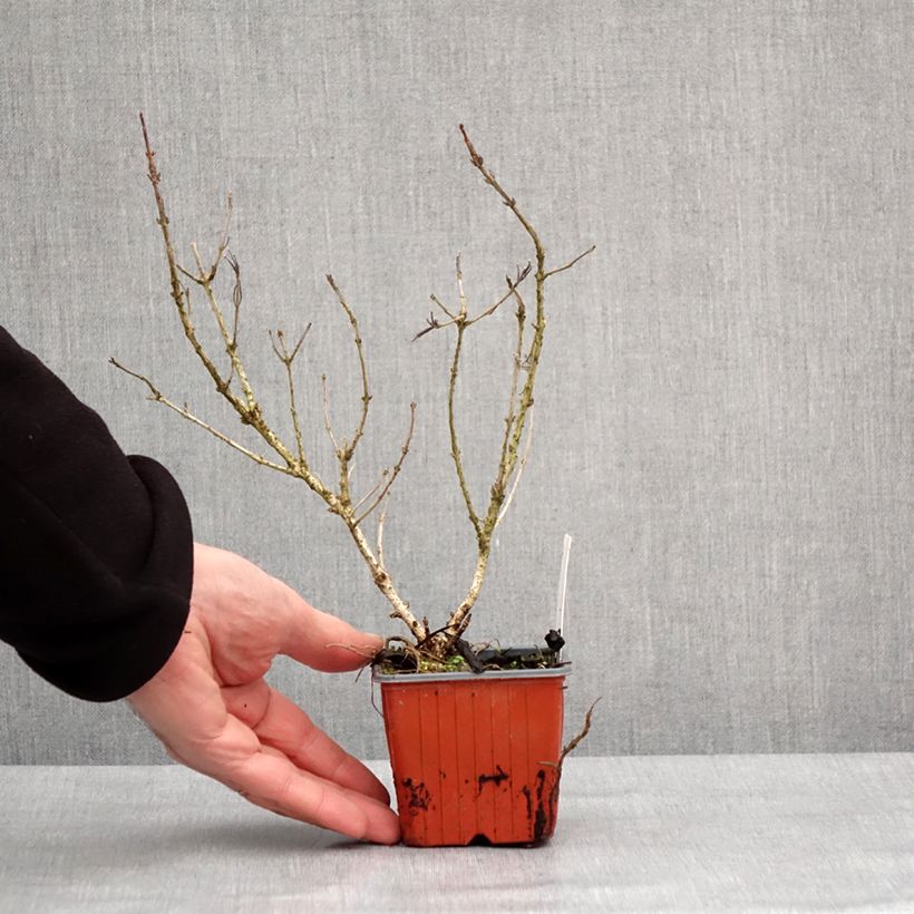 Esimerkki talvella toimitetusta Weigela Rumba Godet de 8/9 cm-taimesta