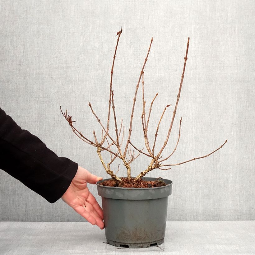 Esimerkki talvella toimitetusta Weigela Rumba Pot de 3L/4L-taimesta
