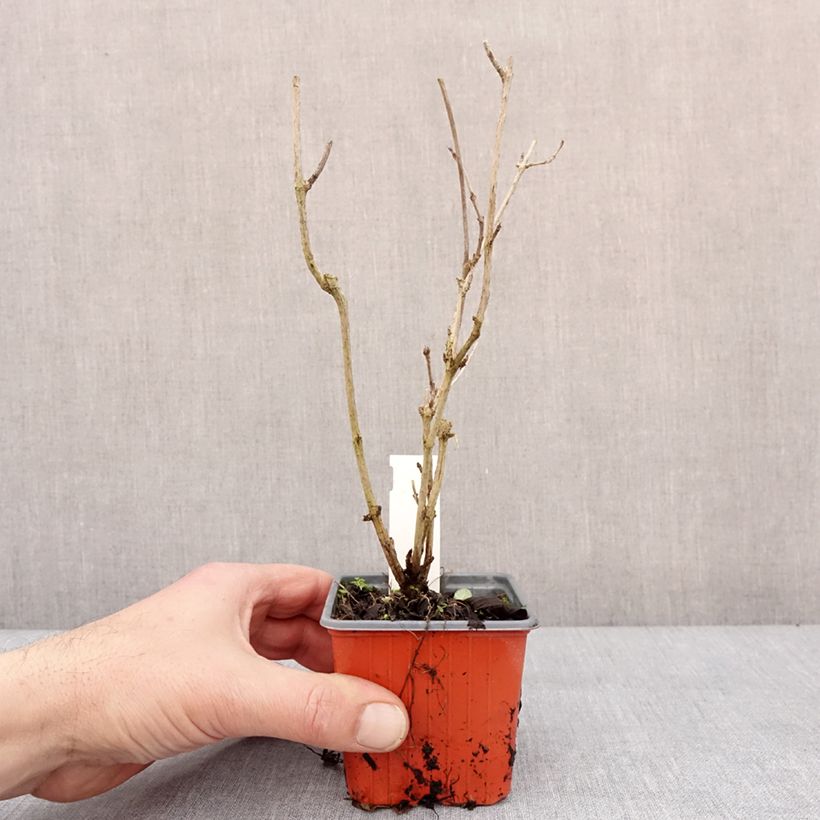 Esimerkki talvella toimitetusta Weigela Snowflake Godet de 8/9 cm-taimesta