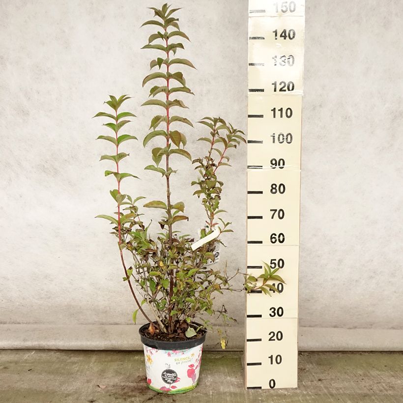 Esimerkki kesällä toimitetusta Komeakotakuusama Stelzneri Pot de 7,5L/10L-taimesta
