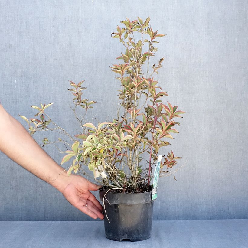Esimerkki kesällä toimitetusta Komeakotakuusama White Lightning Pot de 2L/3L-taimesta