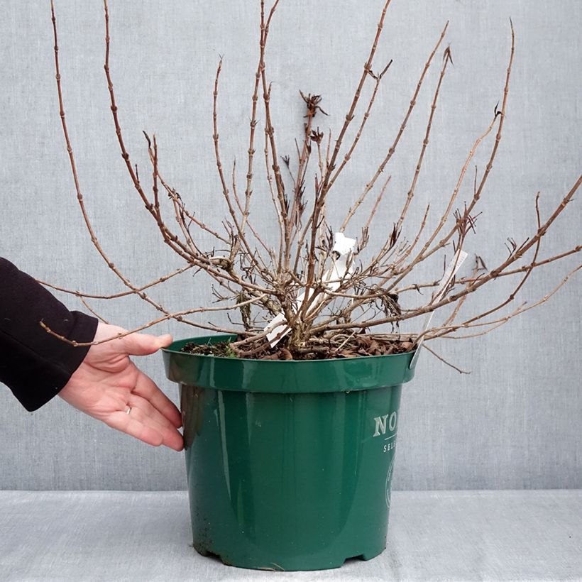 Esimerkki talvella toimitetusta Komeakotakuusama All Summer Peach Ruukku 7,5L / 10L-taimesta
