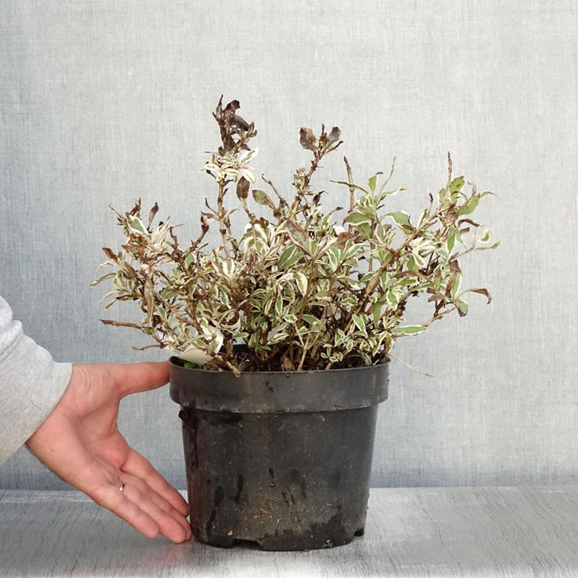 Esimerkki syksyllä toimitetusta Komeakotakuusama Monet Verweig 2 litran/3 litran ruukku-taimesta