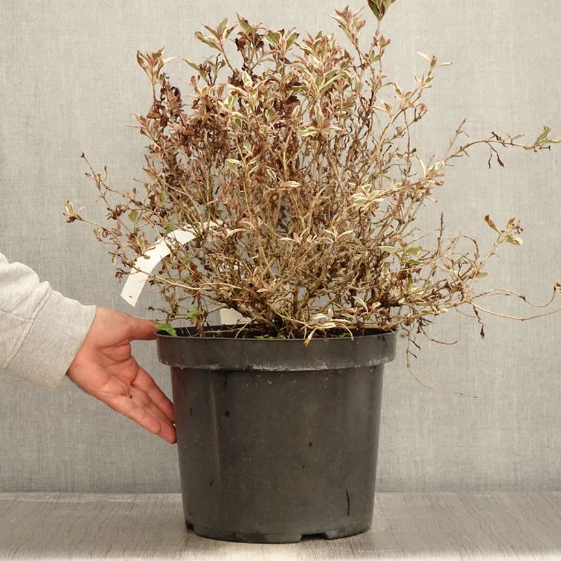 Esimerkki syksyllä toimitetusta Komeakotakuusama Monet Verweig 7,5 litran / 10 litran ruukku-taimesta