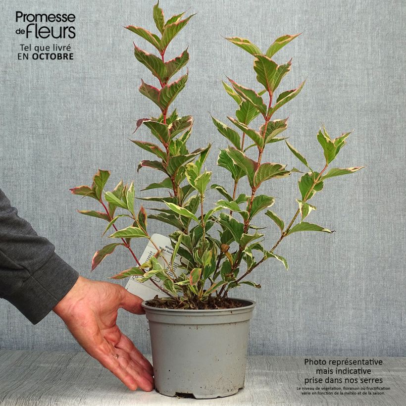 Esimerkki syksyllä toimitetusta Komeakotakuusama Nana Variegata 2 litran/3 litran ruukku-taimesta