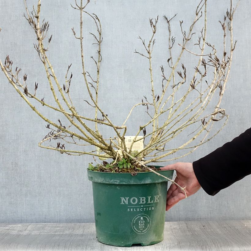 Esimerkki syksyllä toimitetusta Weigelia florida Polka - Weigela nain Pot de 7,5L/10L-taimesta