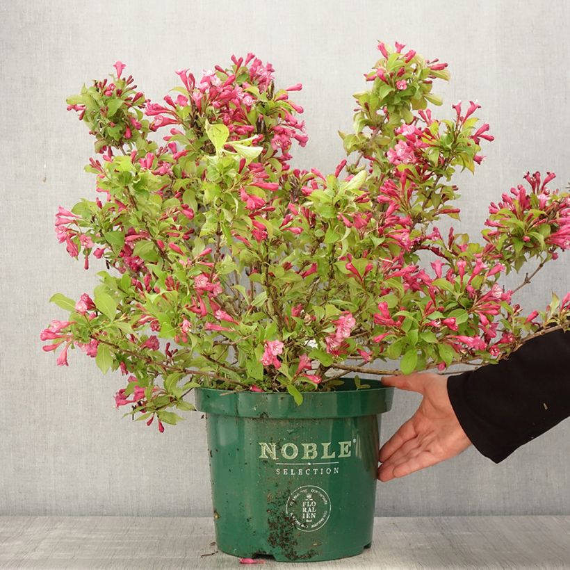 Esimerkki keväällä toimitetusta Weigelia florida Princess Ayla Pot de 7,5L/10L-taimesta