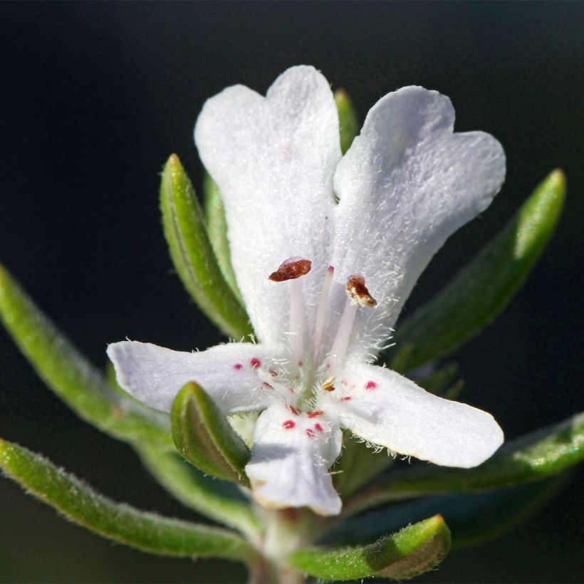 Neidonrosmikki Mundi (Kukinta)