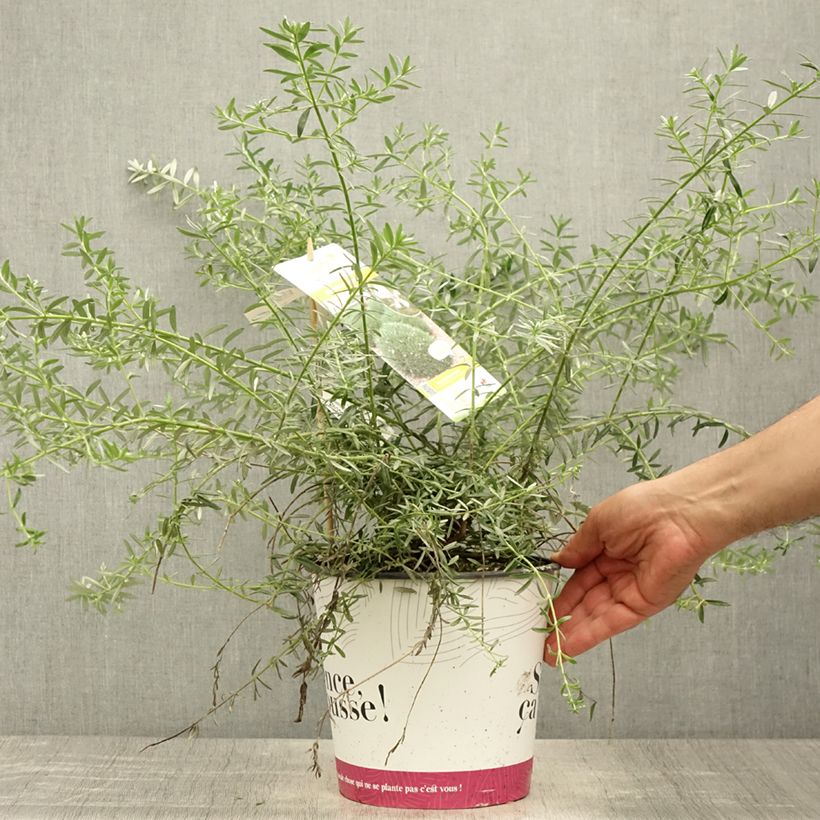 Esimerkki kesällä toimitetusta Neidonrosmikki Mundi Pot de 3L/4L-taimesta