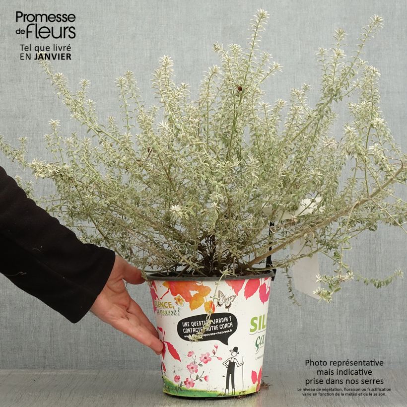 Esimerkki talvella toimitetusta Westringia fruticosa Smookie - Romarin d'Australie Pot de 3L/4L-taimesta