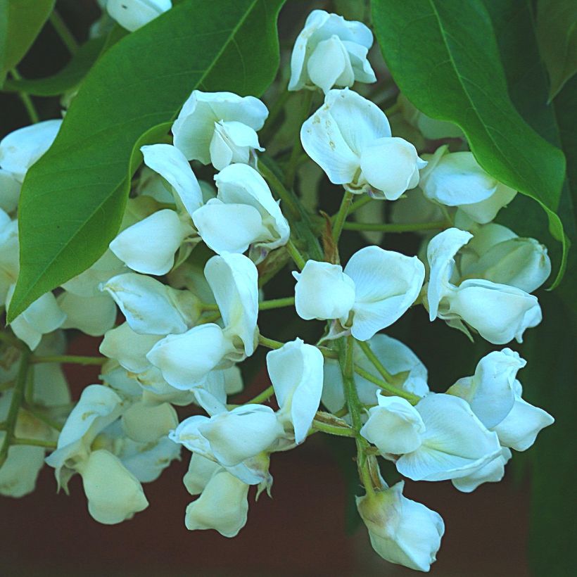 Sinisade White Silk (Kukinta)