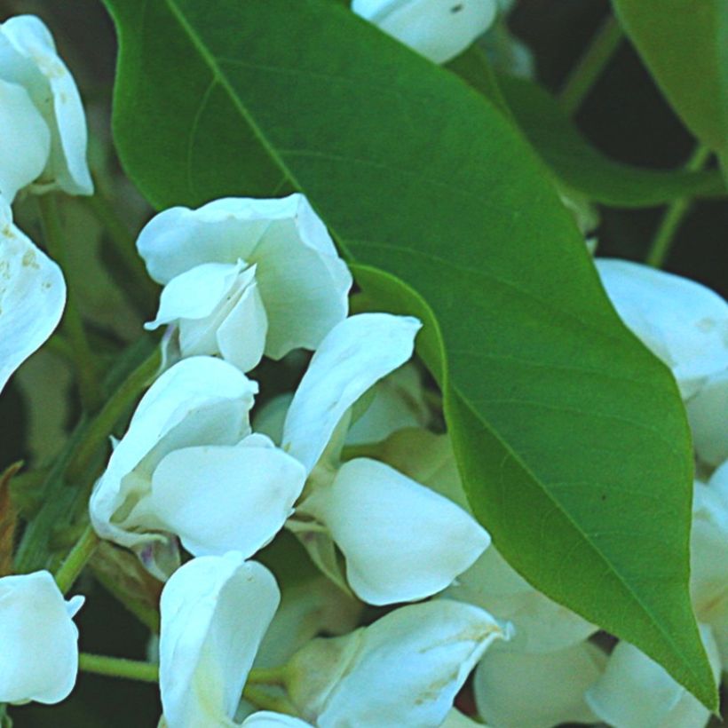 Sinisade White Silk (Lehvistö)