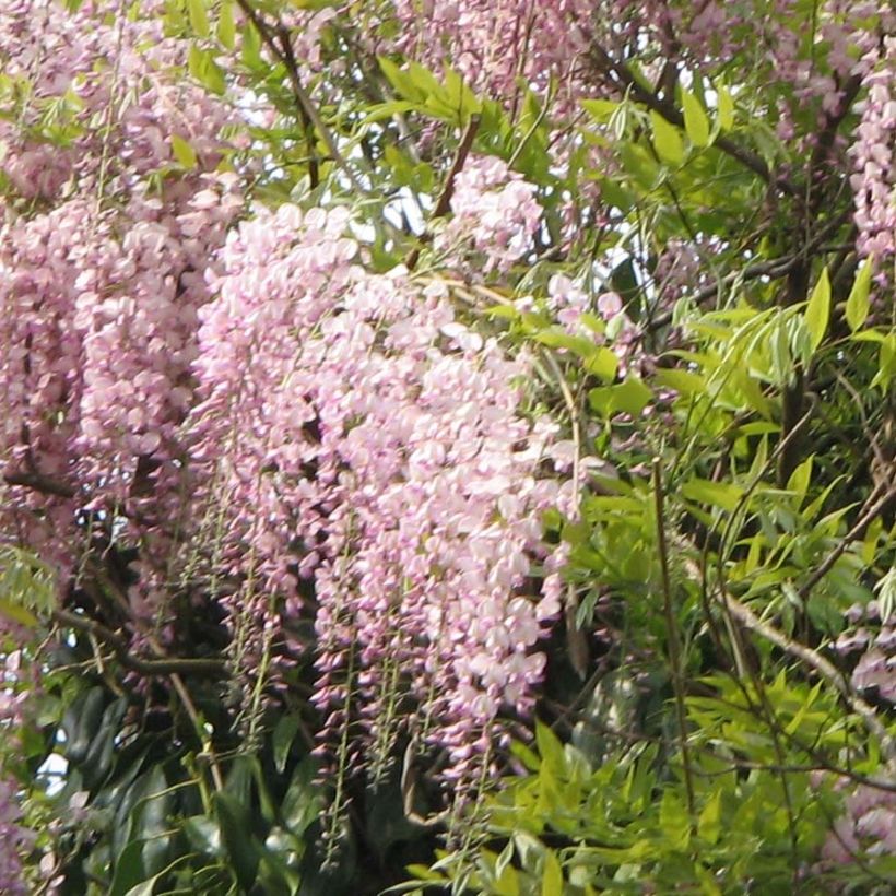Japaninsinisade Honbeni (Kukinta)