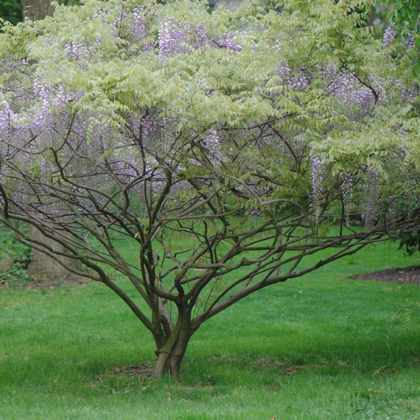Sinisatee - Wisteria x formosa (Kukinta)