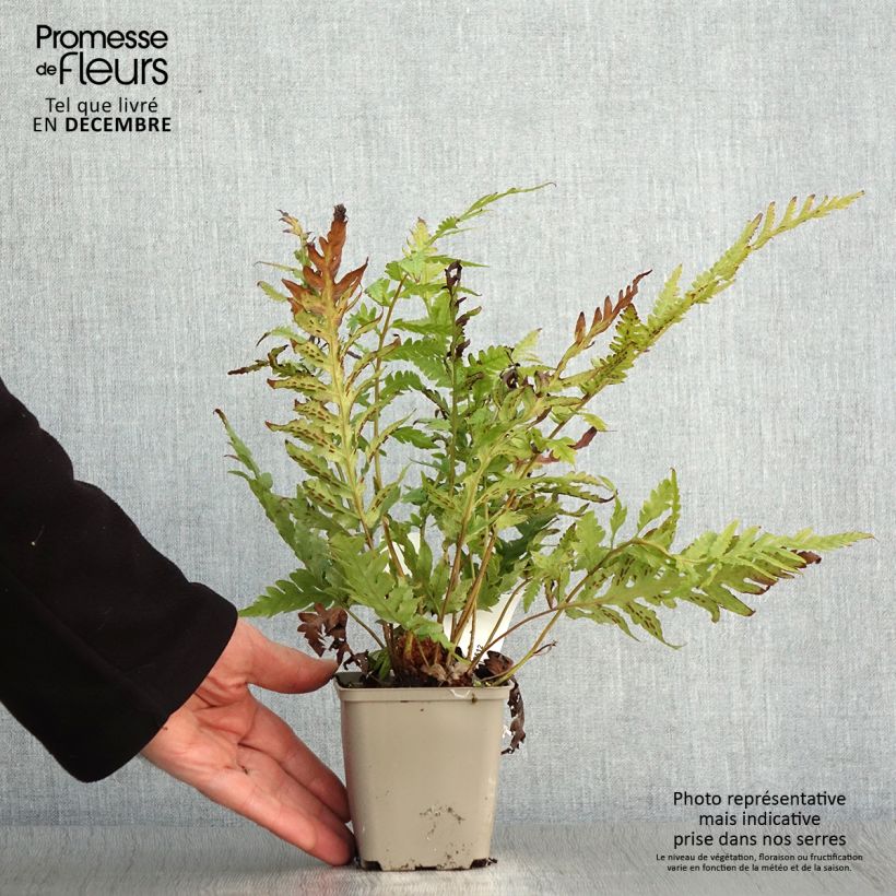 Esimerkki syksyllä toimitetusta Woodwardia fimbriata 8/9 cm taimiruukku-taimesta