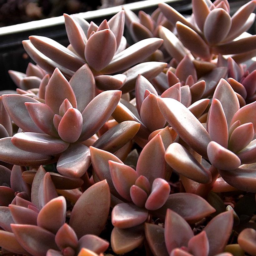 Graptosedum Bronze (Lehvistö)