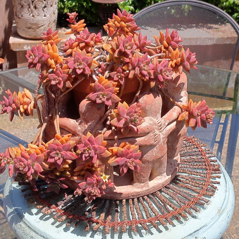 Graptosedum Bronze (Kasvutapa)