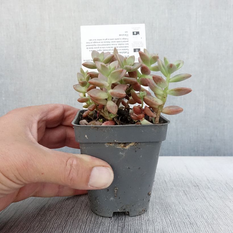 Esimerkki syksyllä toimitetusta Graptosedum Bronze 8/9 cm taimiruukku-taimesta