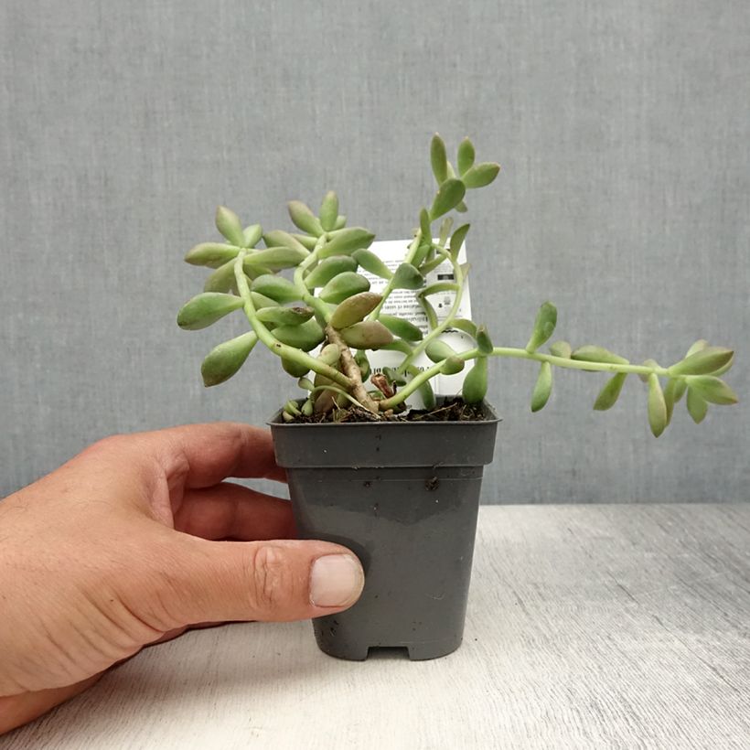 Esimerkki kesällä toimitetusta Graptosedum Bronze 8/9 cm taimiruukku-taimesta