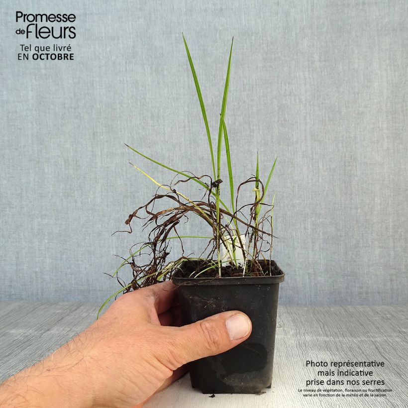 Esimerkki syksyllä toimitetusta Rhodoxis Ria 8/9 cm taimiruukku-taimesta