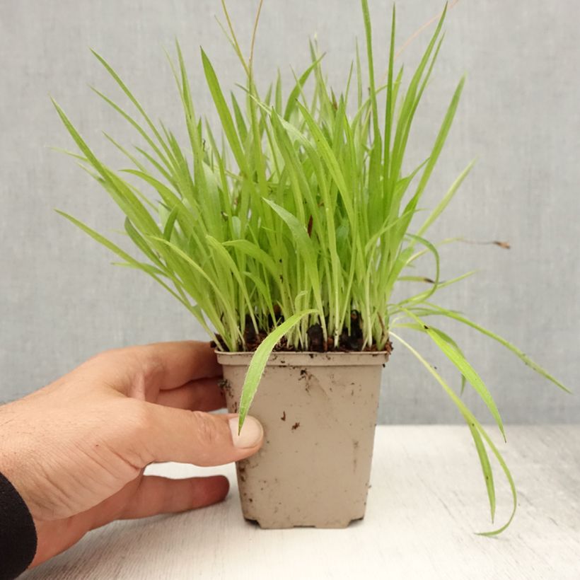 Esimerkki kesällä toimitetusta Rhodoxis Ria 8/9 cm taimiruukku-taimesta