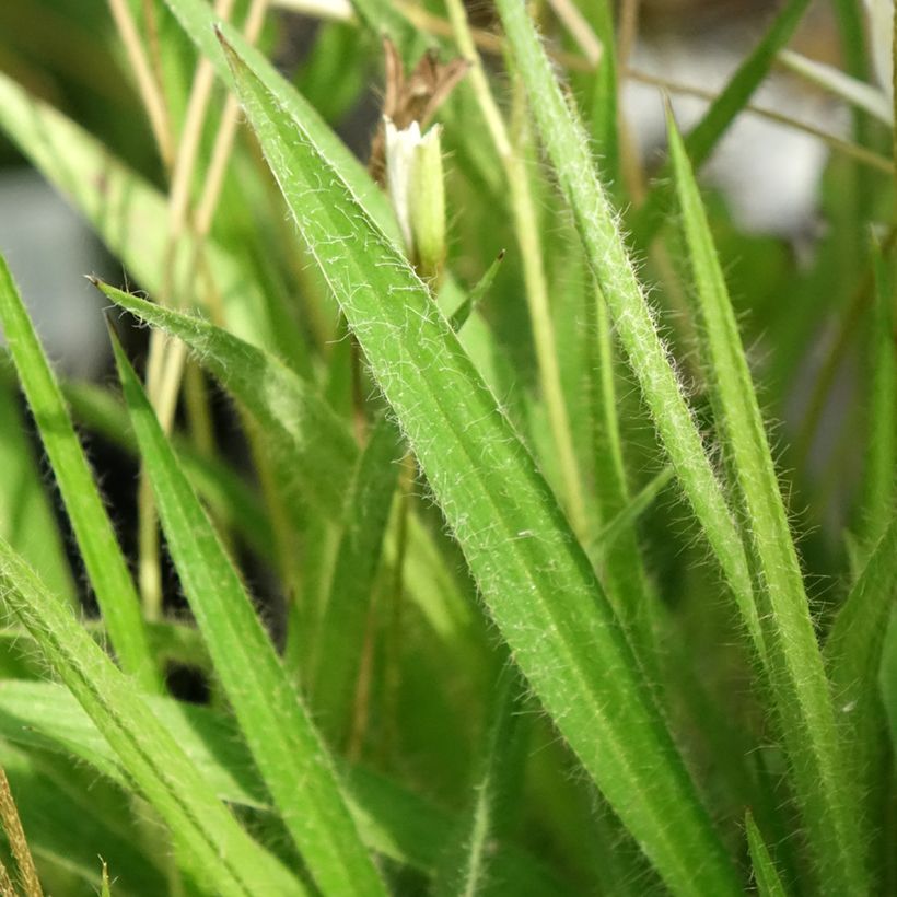 Rhodoxis Ria (Lehvistö)