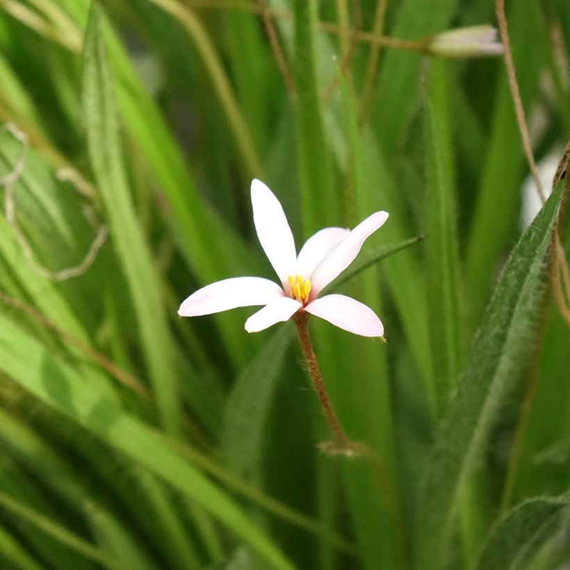 Rhodoxis Ria (Kukinta)