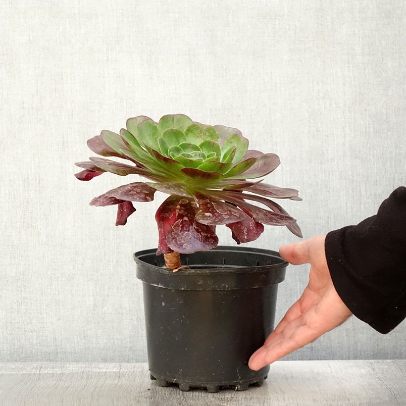 Esimerkki syksyllä toimitetusta Semponium Destiny Pot de 2L/3L-taimesta