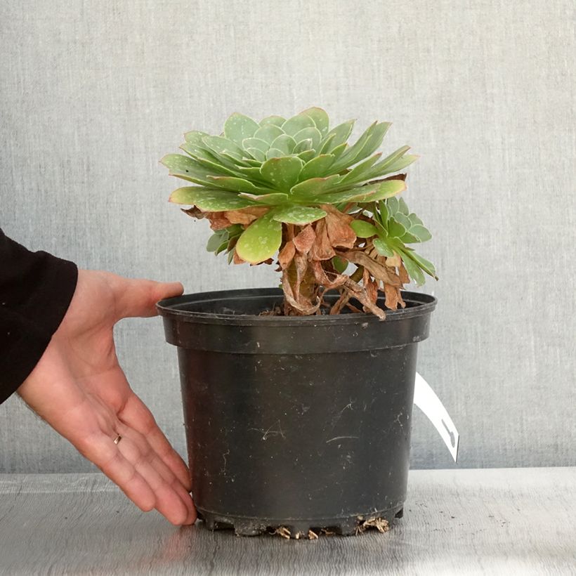 Esimerkki syksyllä toimitetusta X Semponium Sempervivum x Aeonium Diamond 2 litran/3 litran ruukku-taimesta